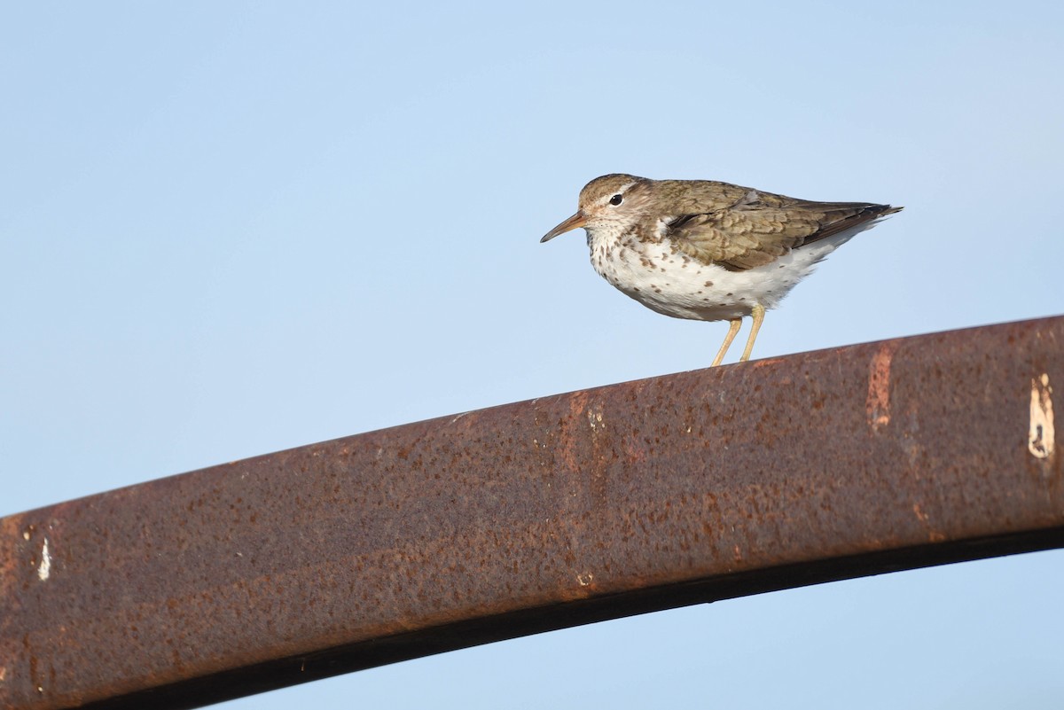 Spotted Sandpiper - ML638567738