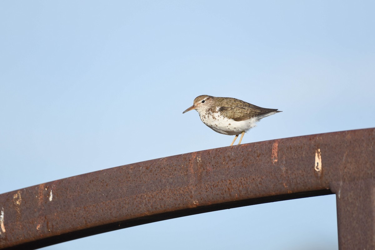 Spotted Sandpiper - ML638567739
