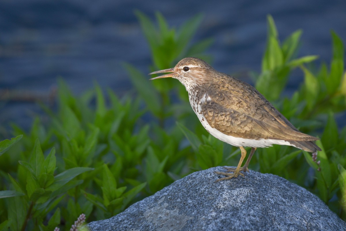 Spotted Sandpiper - ML638567740