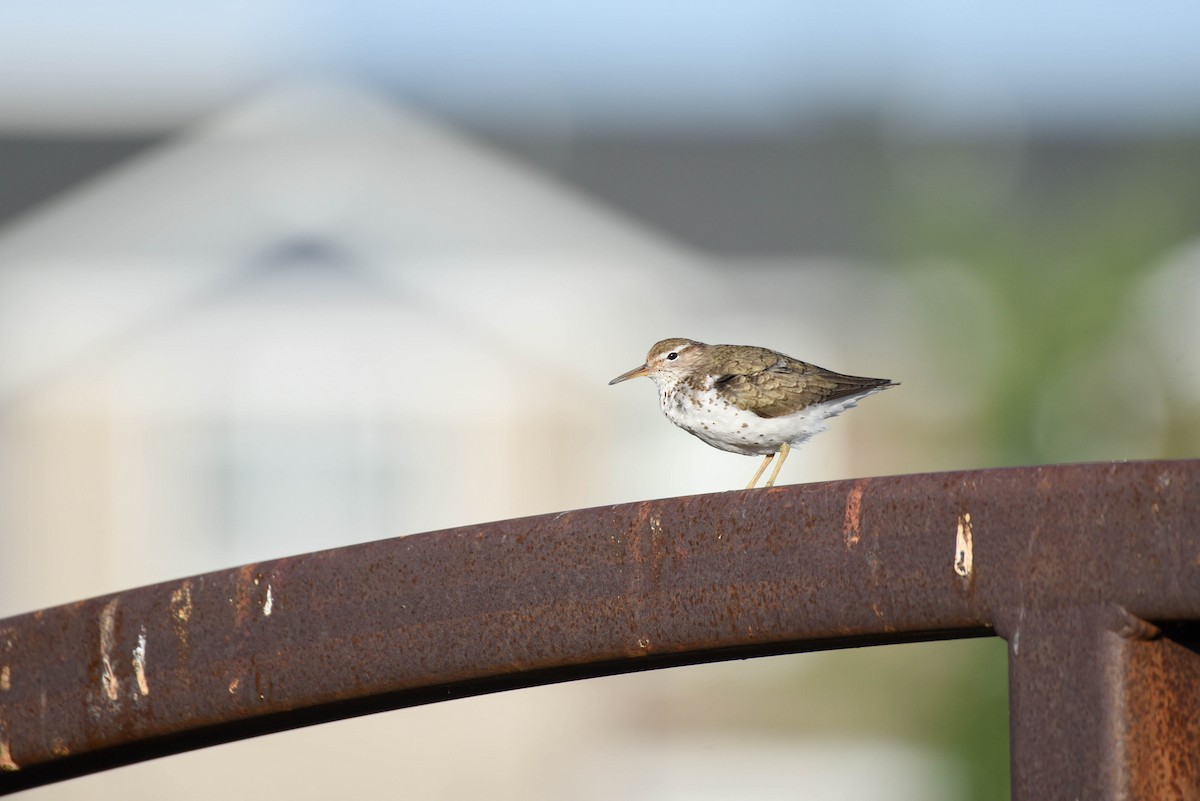 Spotted Sandpiper - ML638567741