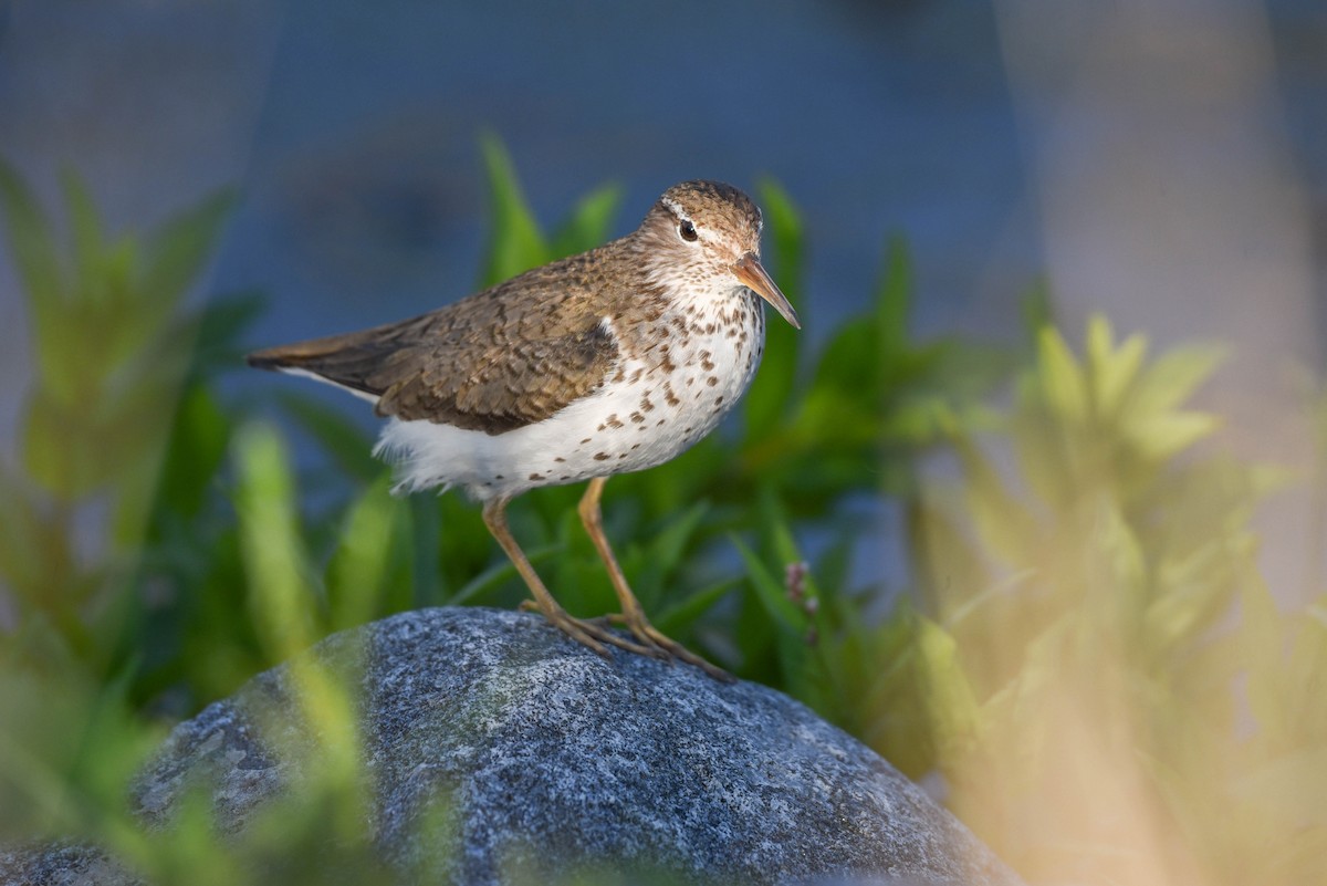 Spotted Sandpiper - ML638567742