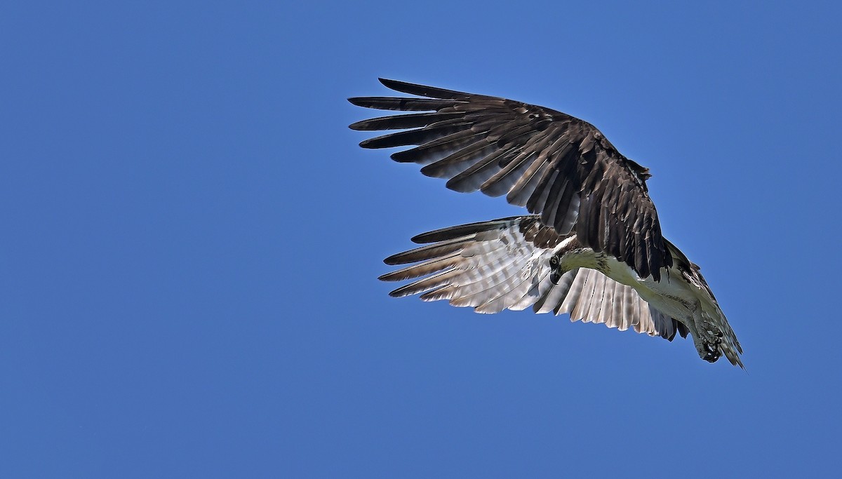 Osprey - ML638567760