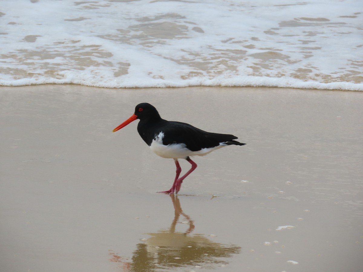 Pied Oystercatcher - ML638567774