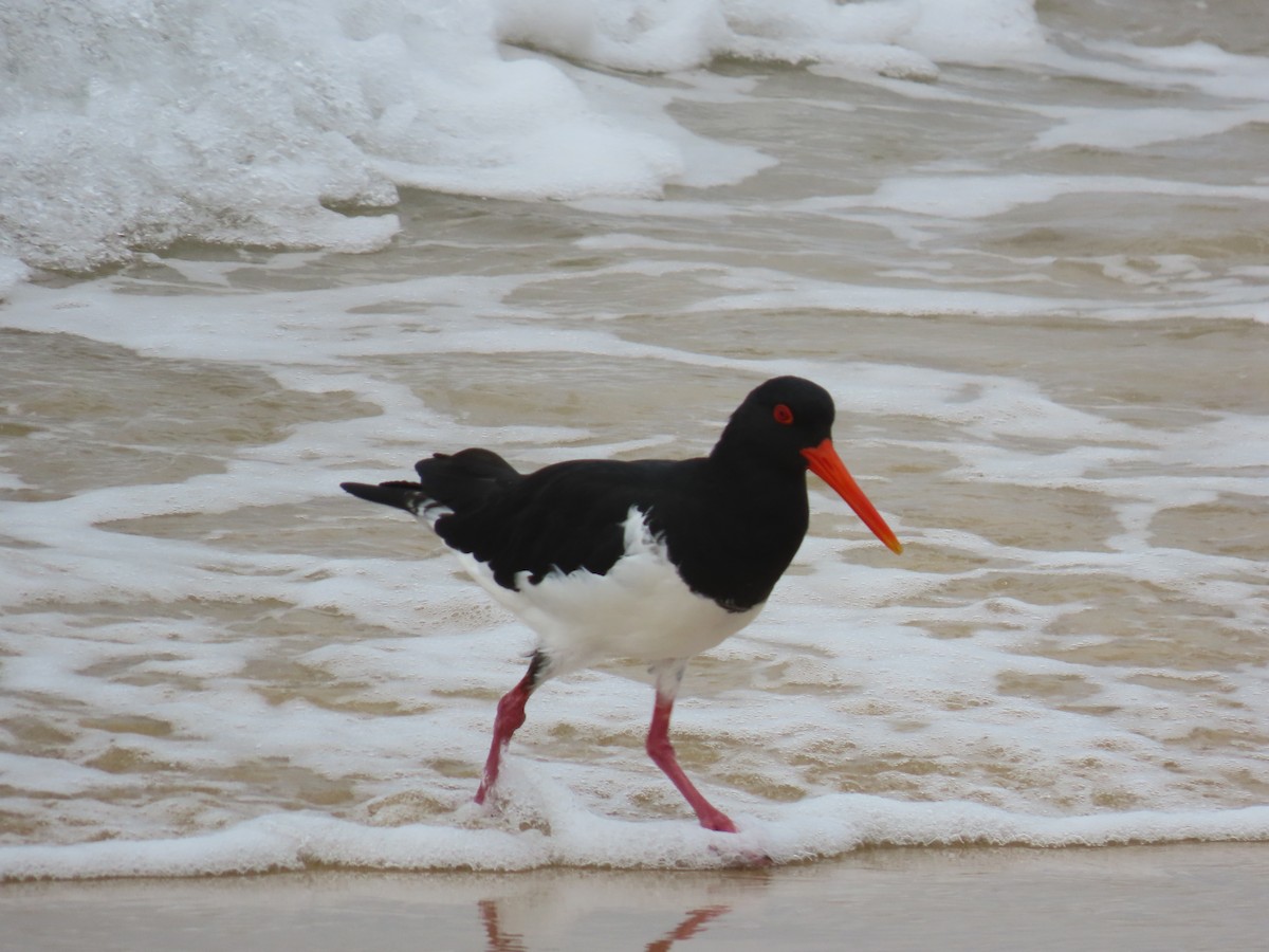 Pied Oystercatcher - ML638567775