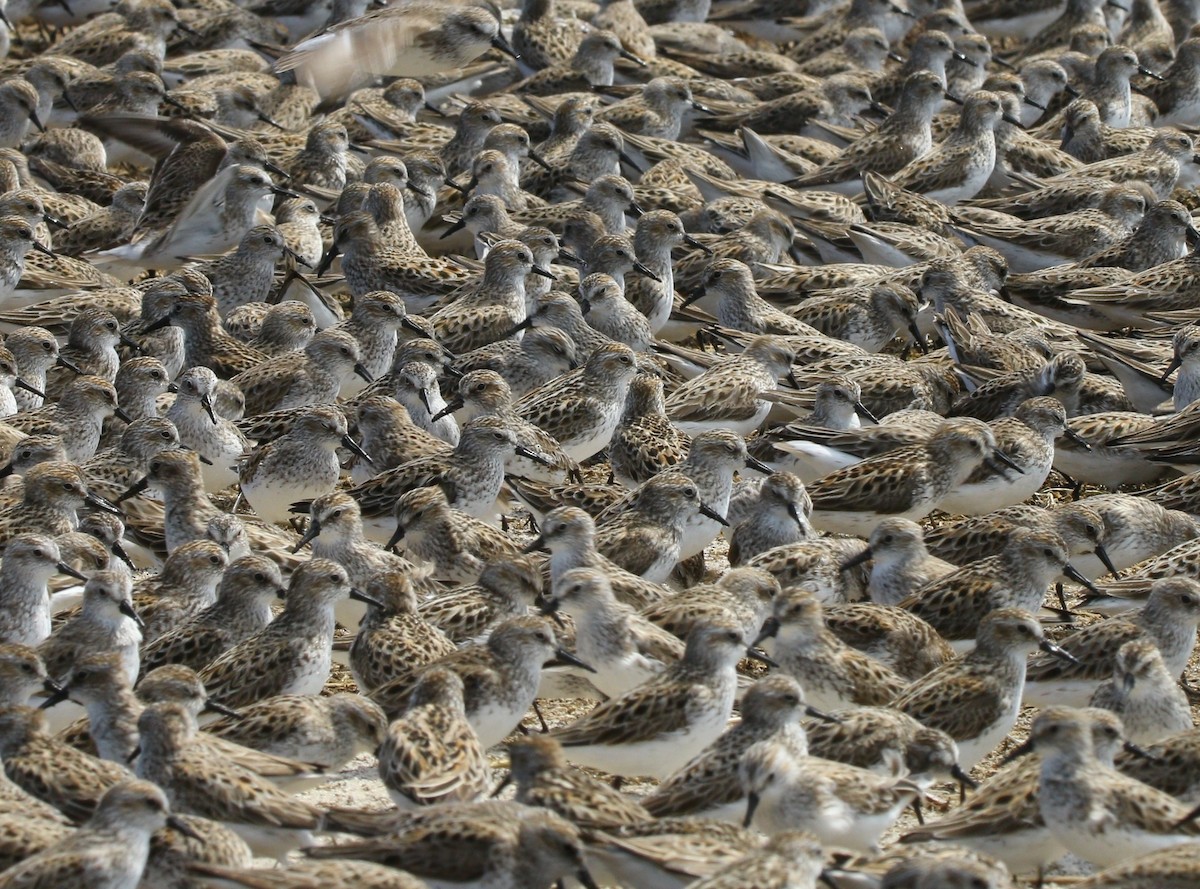Semipalmated Sandpiper - ML638567797