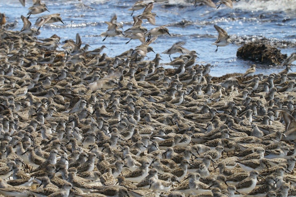 Semipalmated Sandpiper - ML638567801