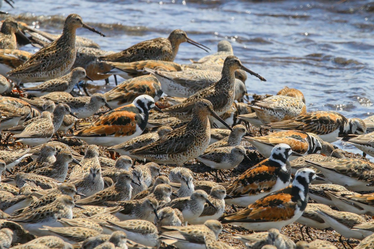 Short-billed Dowitcher - ML638567816