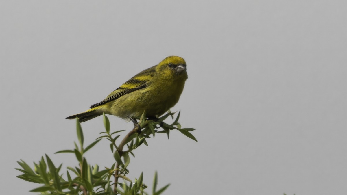 Serin à calotte jaune - ML638567842