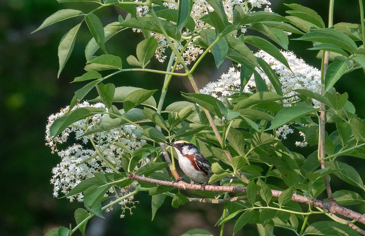 Chestnut-sided Warbler - ML638567849