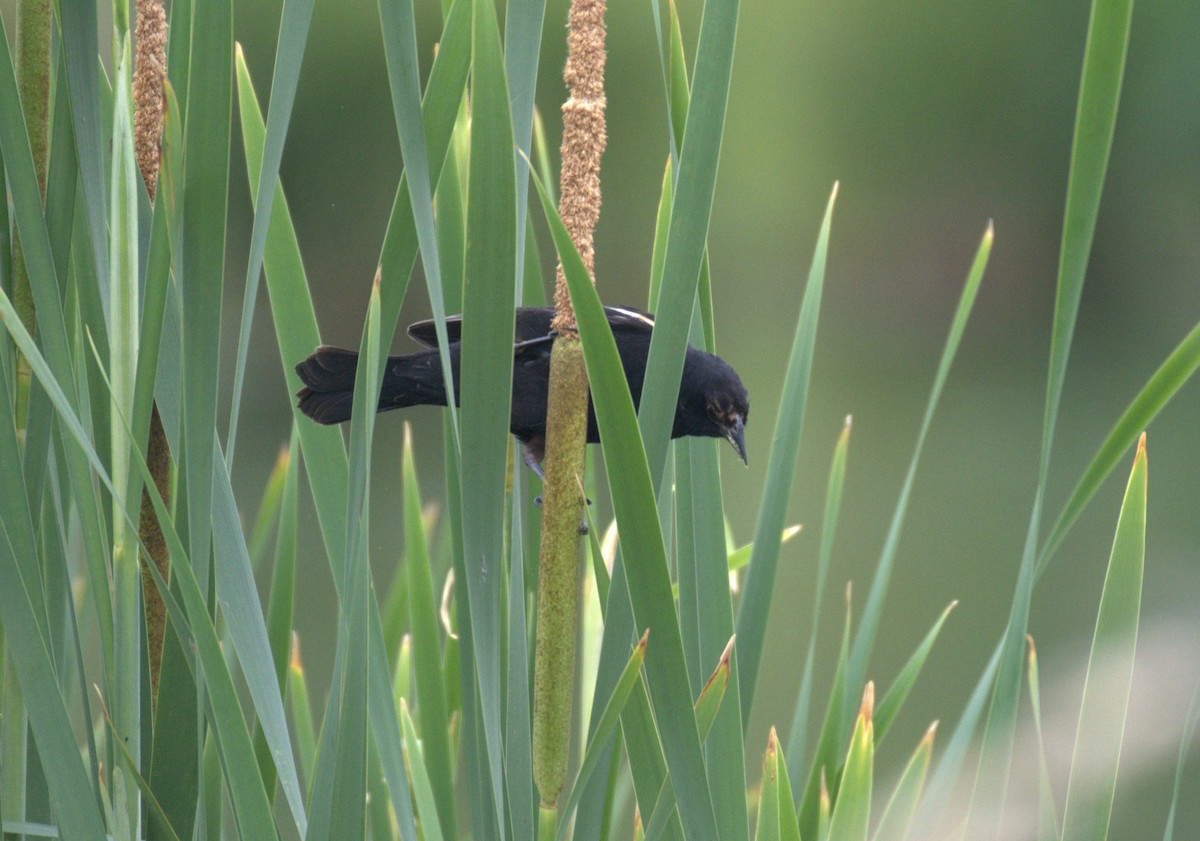 Red-winged Blackbird - ML638567855
