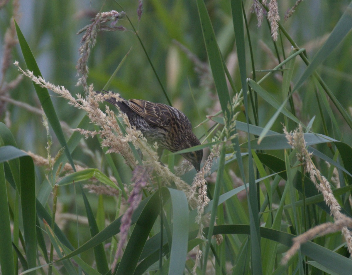 Red-winged Blackbird - ML638567856