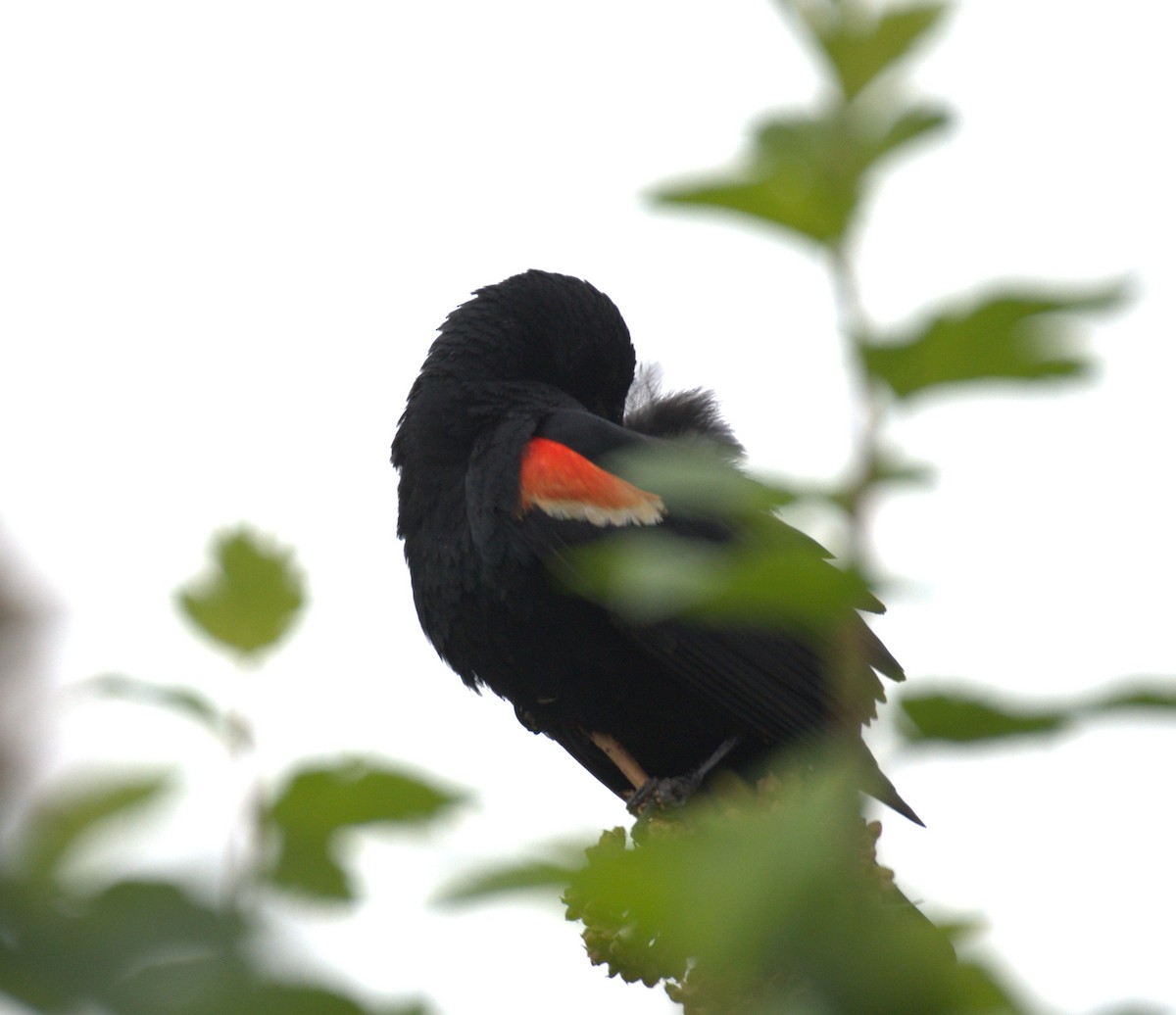 Red-winged Blackbird - ML638567857
