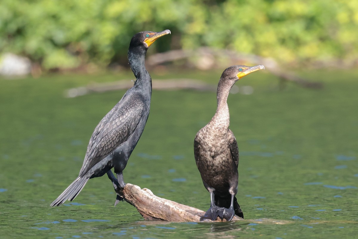 Double-crested Cormorant - ML638567875