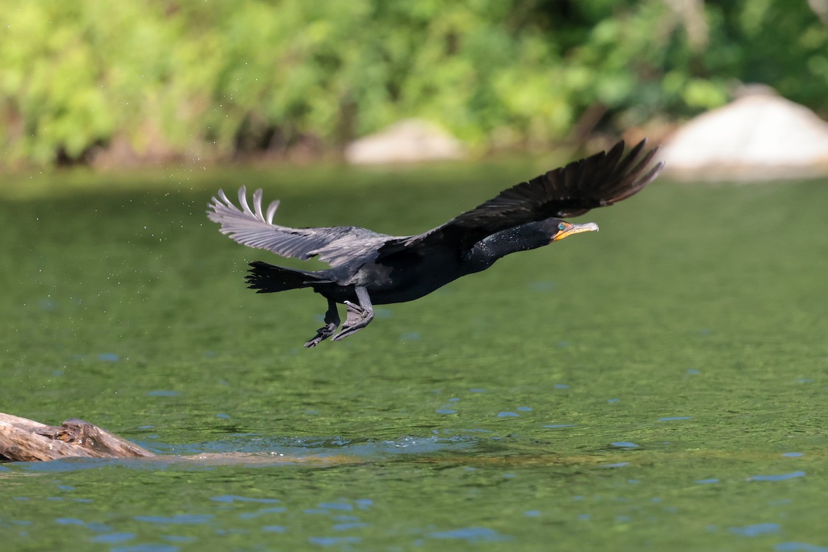 Double-crested Cormorant - ML638567876