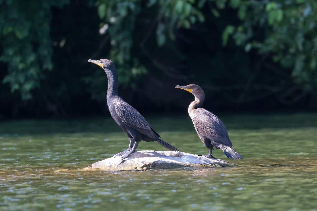 Double-crested Cormorant - ML638567877