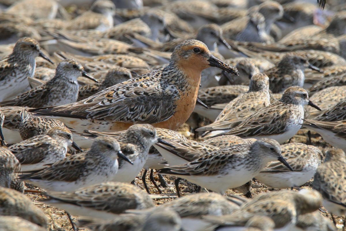 Red Knot - ML638567905