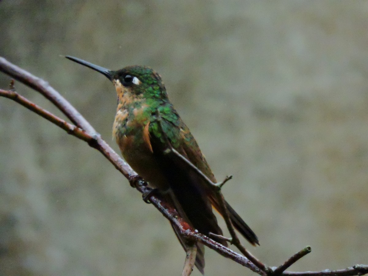 Colibri rubis-émeraude - ML63856791