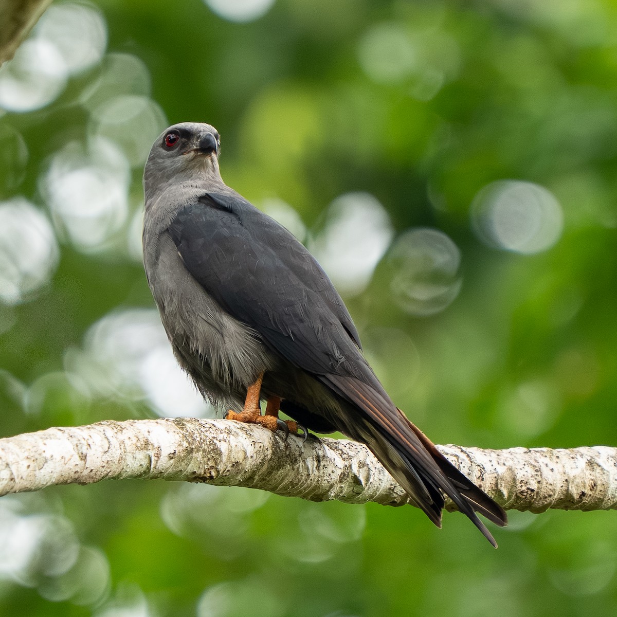 Plumbeous Kite - ML638567917