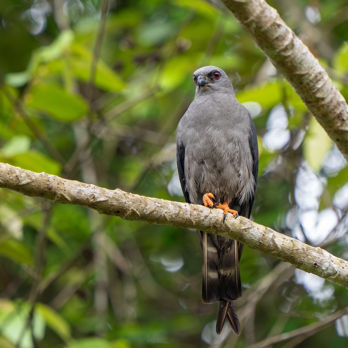 Plumbeous Kite - ML638567926
