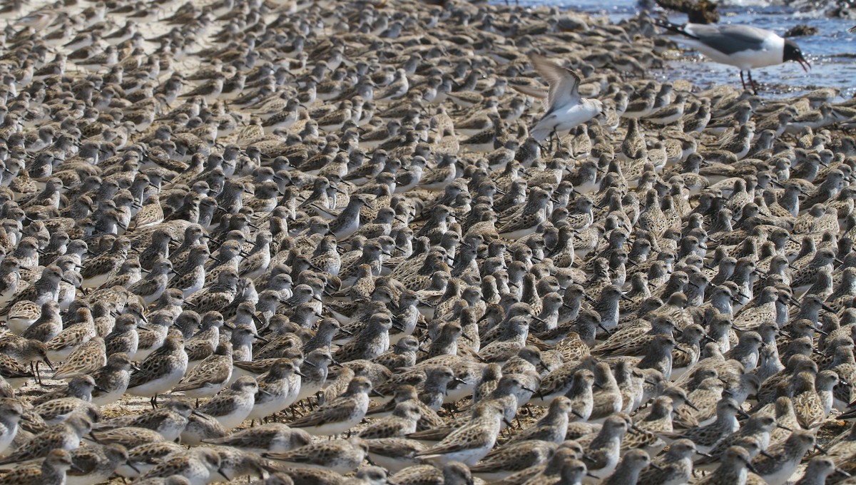 Semipalmated Sandpiper - ML638567951