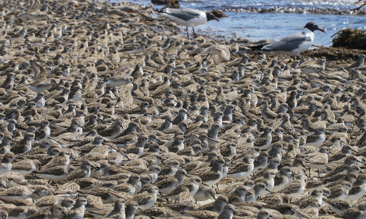 Semipalmated Sandpiper - ML638567961