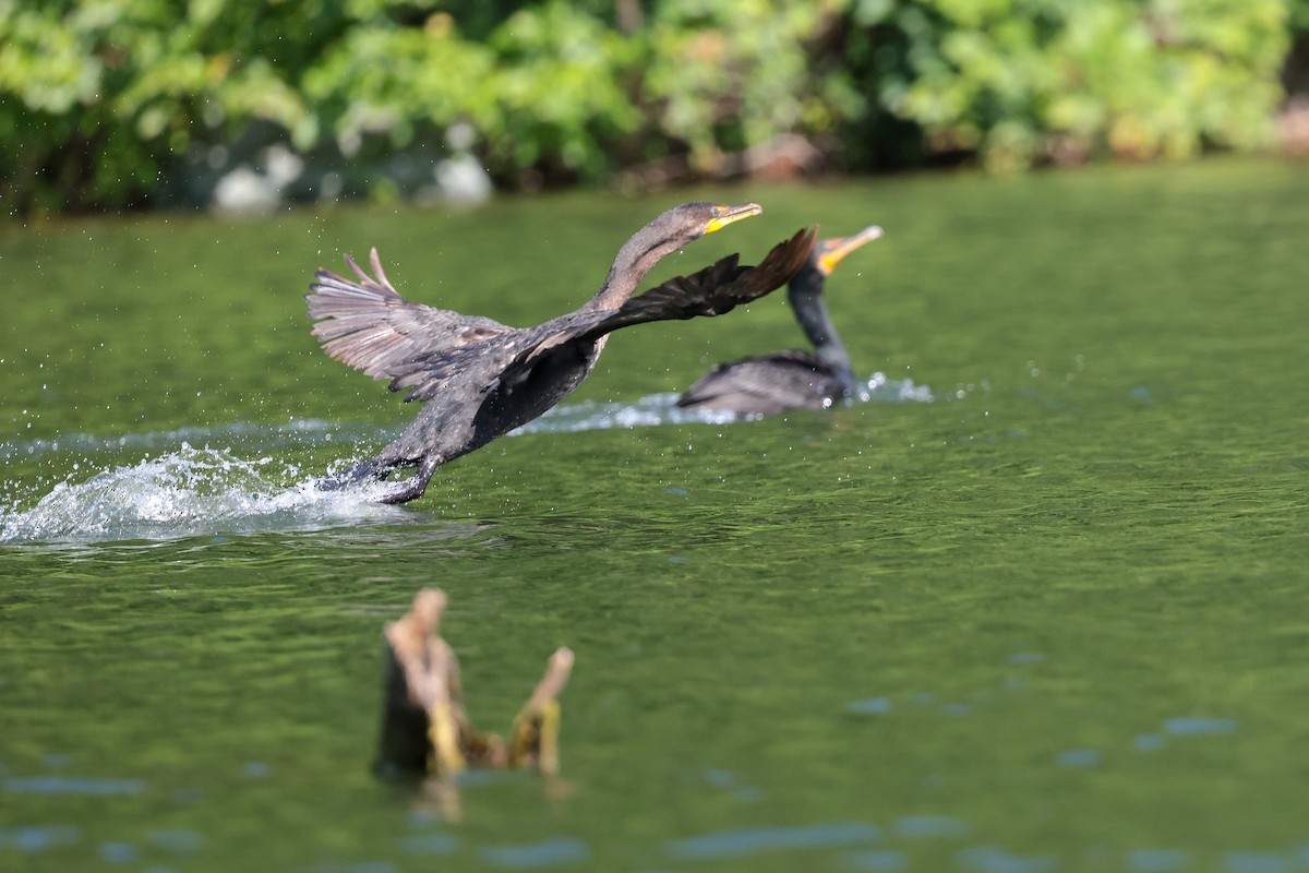 Double-crested Cormorant - ML638567962
