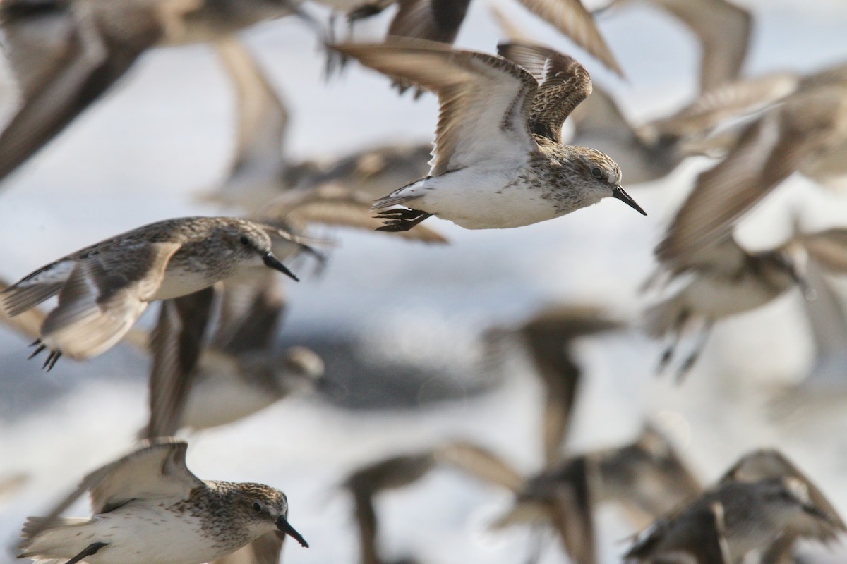 Semipalmated Sandpiper - ML638567980