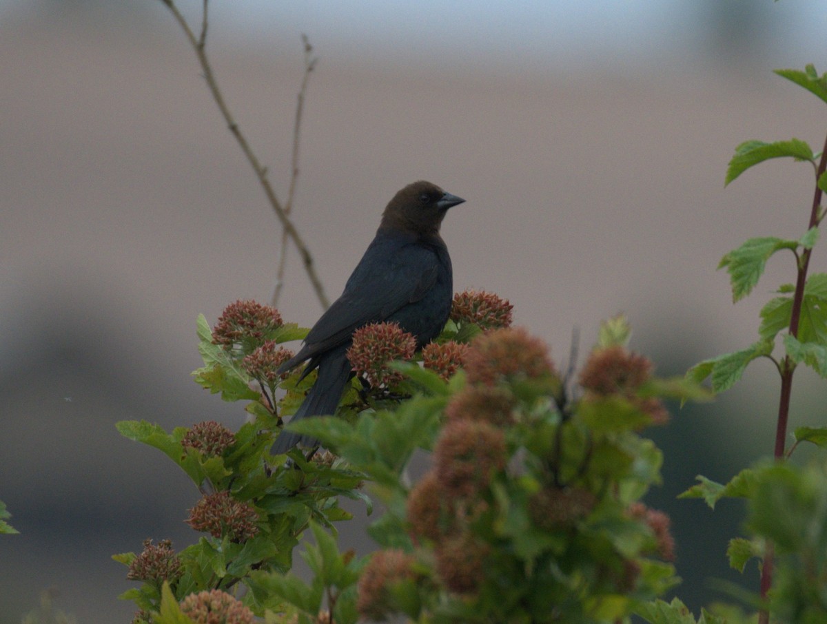 Brown-headed Cowbird - ML638567984