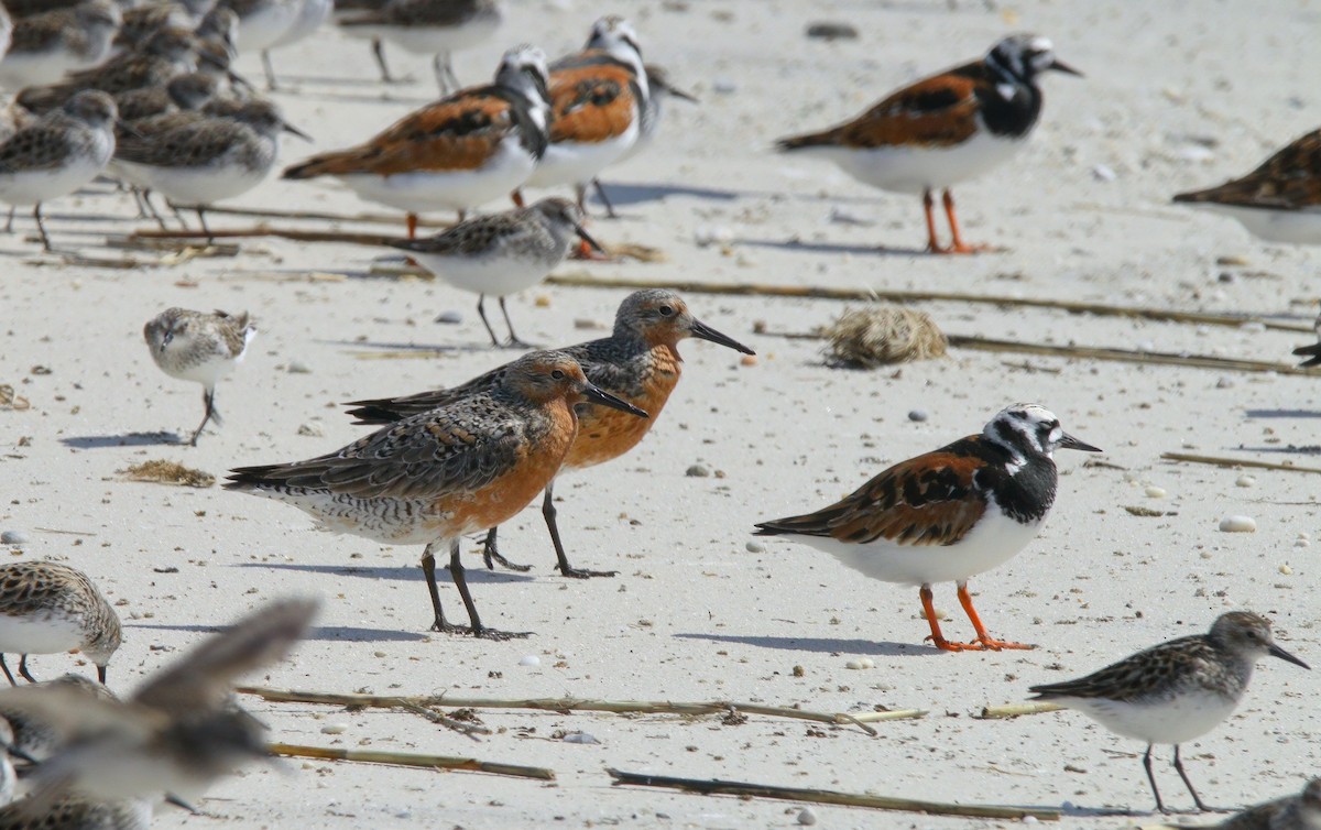 Red Knot - ML638567990