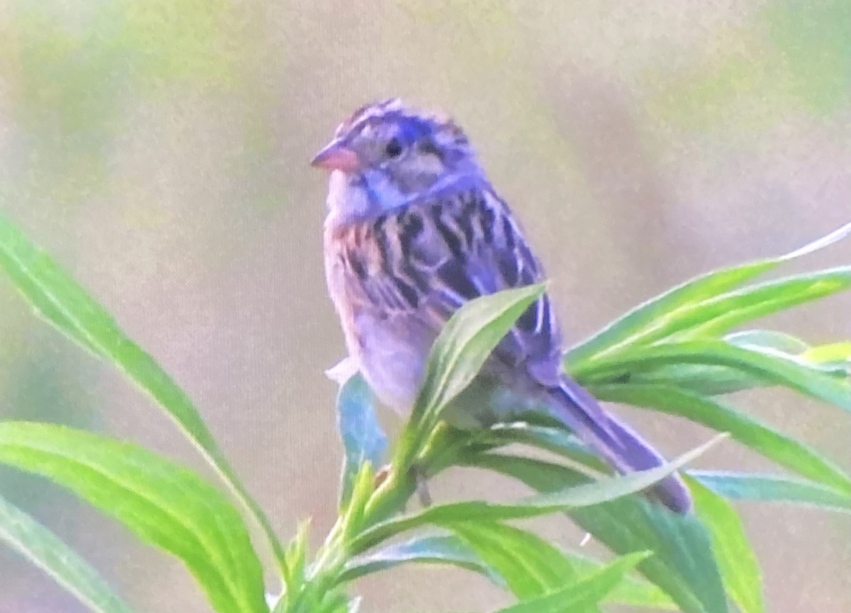 Clay-colored Sparrow - ML638567996