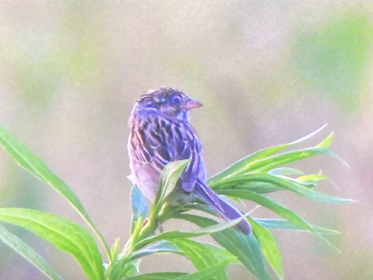 Clay-colored Sparrow - ML638567997