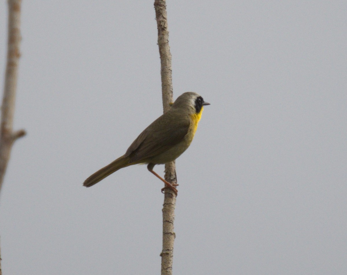 Common Yellowthroat - ML638568004