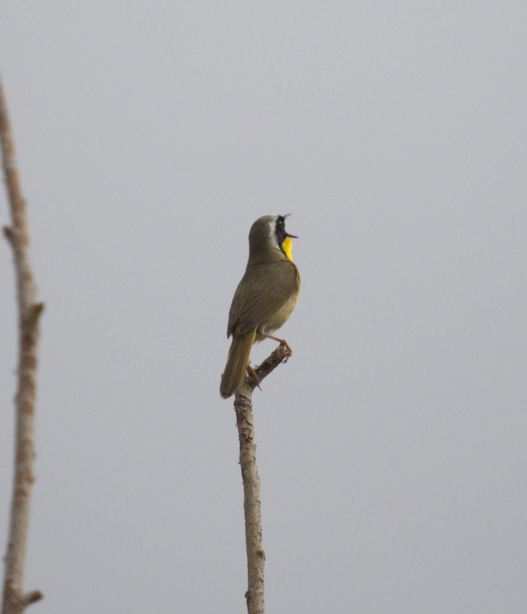Common Yellowthroat - ML638568005