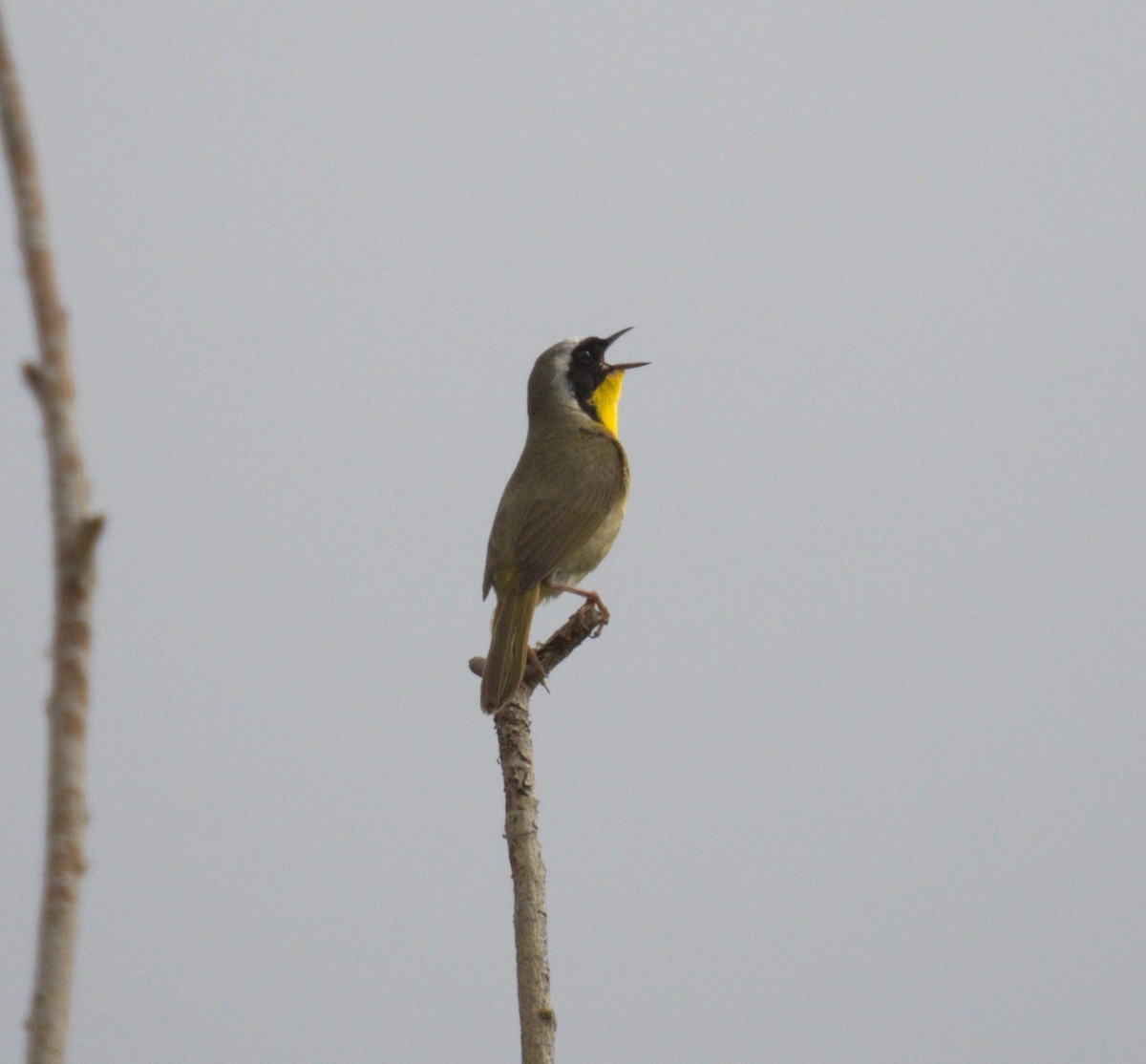 Common Yellowthroat - ML638568006