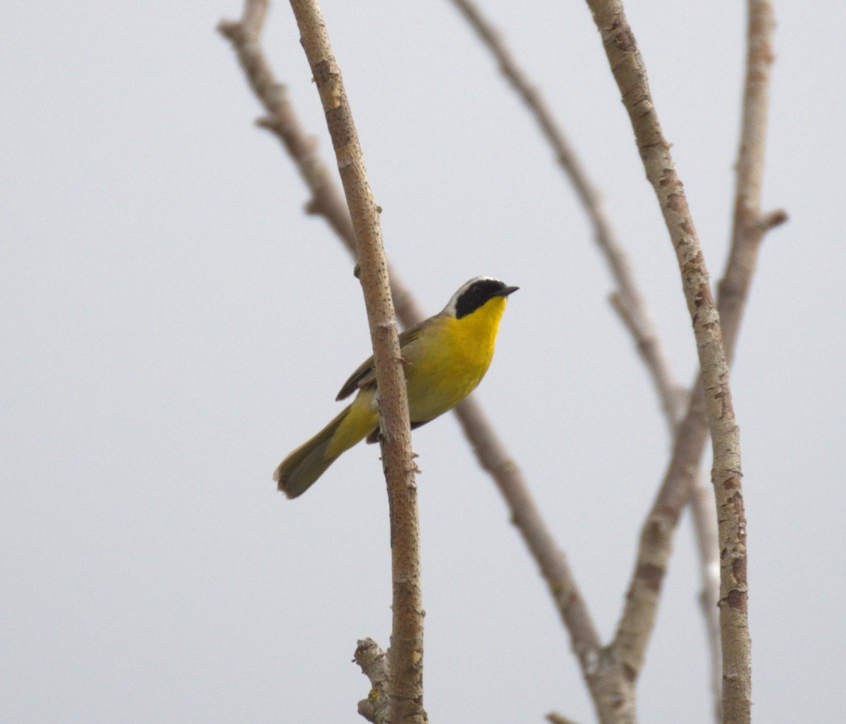 Common Yellowthroat - ML638568007
