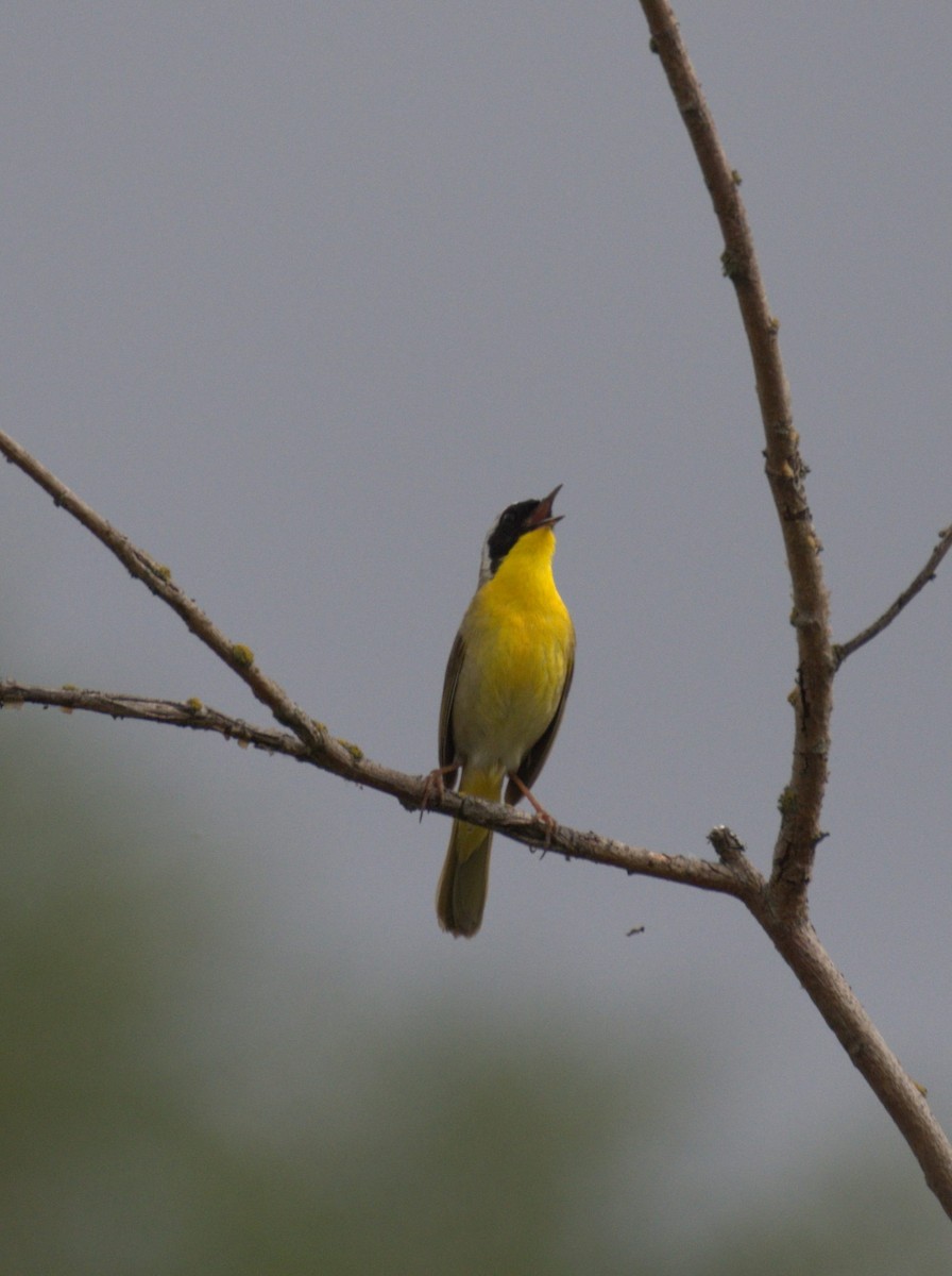 Common Yellowthroat - ML638568008