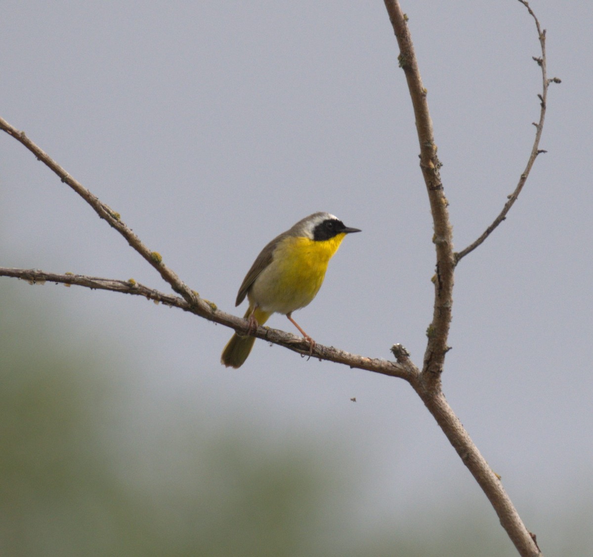 Common Yellowthroat - ML638568009