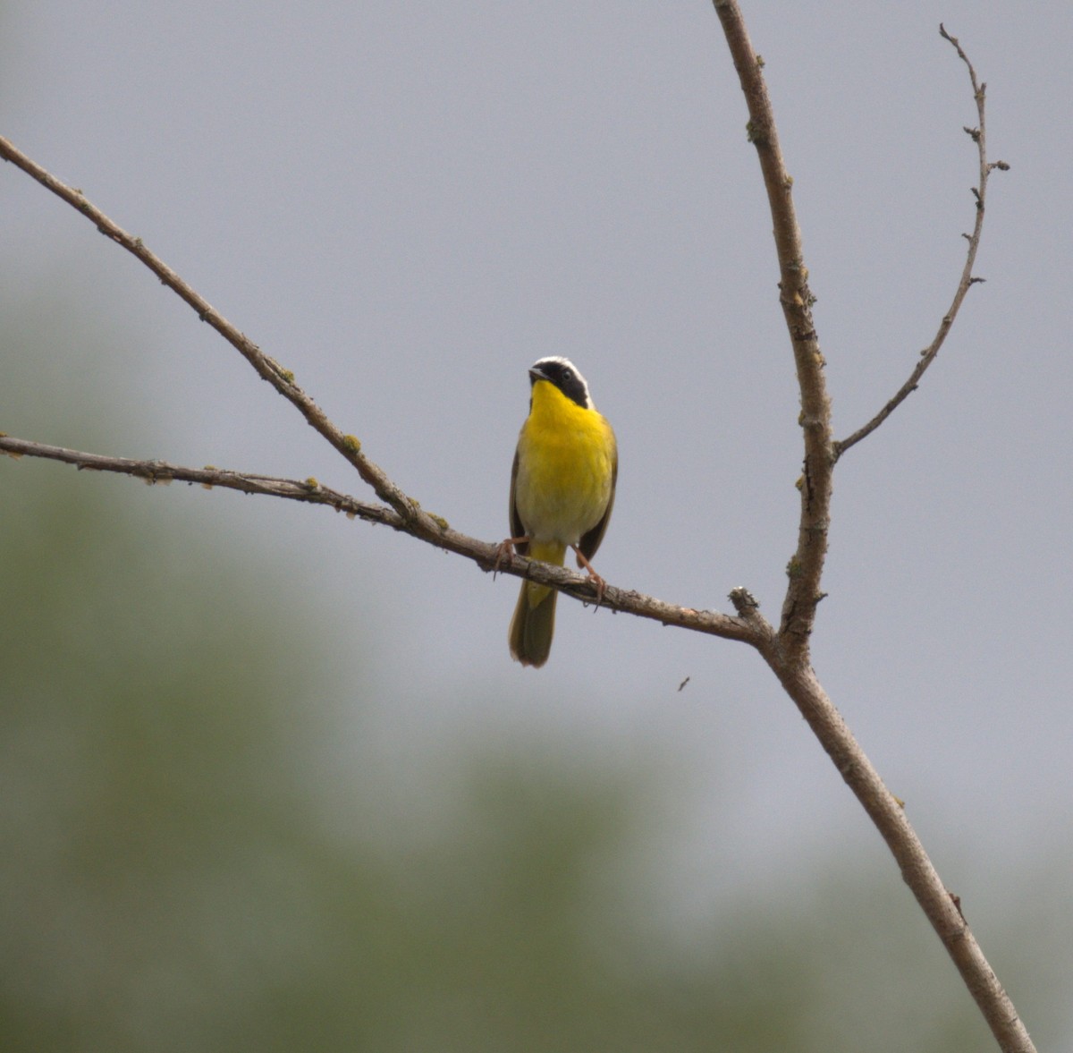 Common Yellowthroat - ML638568011