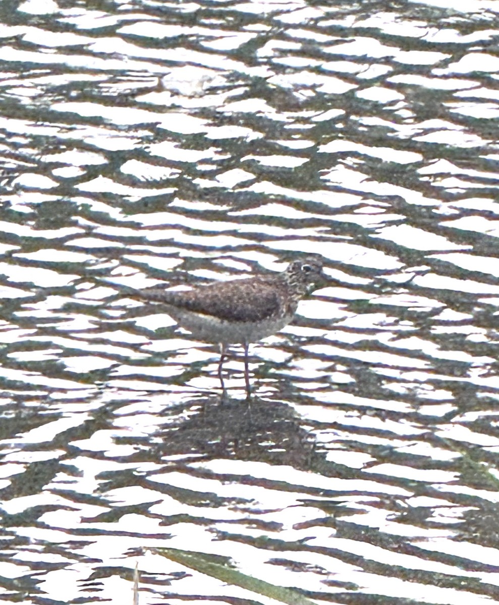Einsiedelwasserläufer - ML638568065