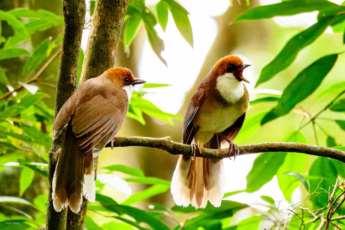 Rufous-crowned Laughingthrush - ML638568079