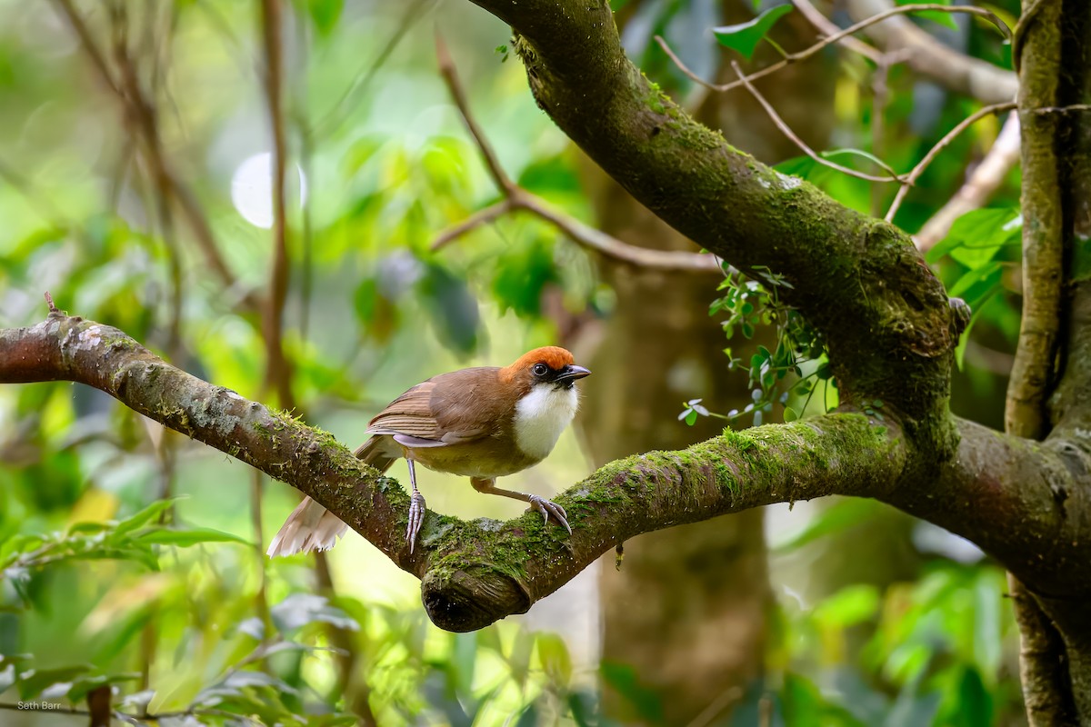 Rufous-crowned Laughingthrush - ML638568081