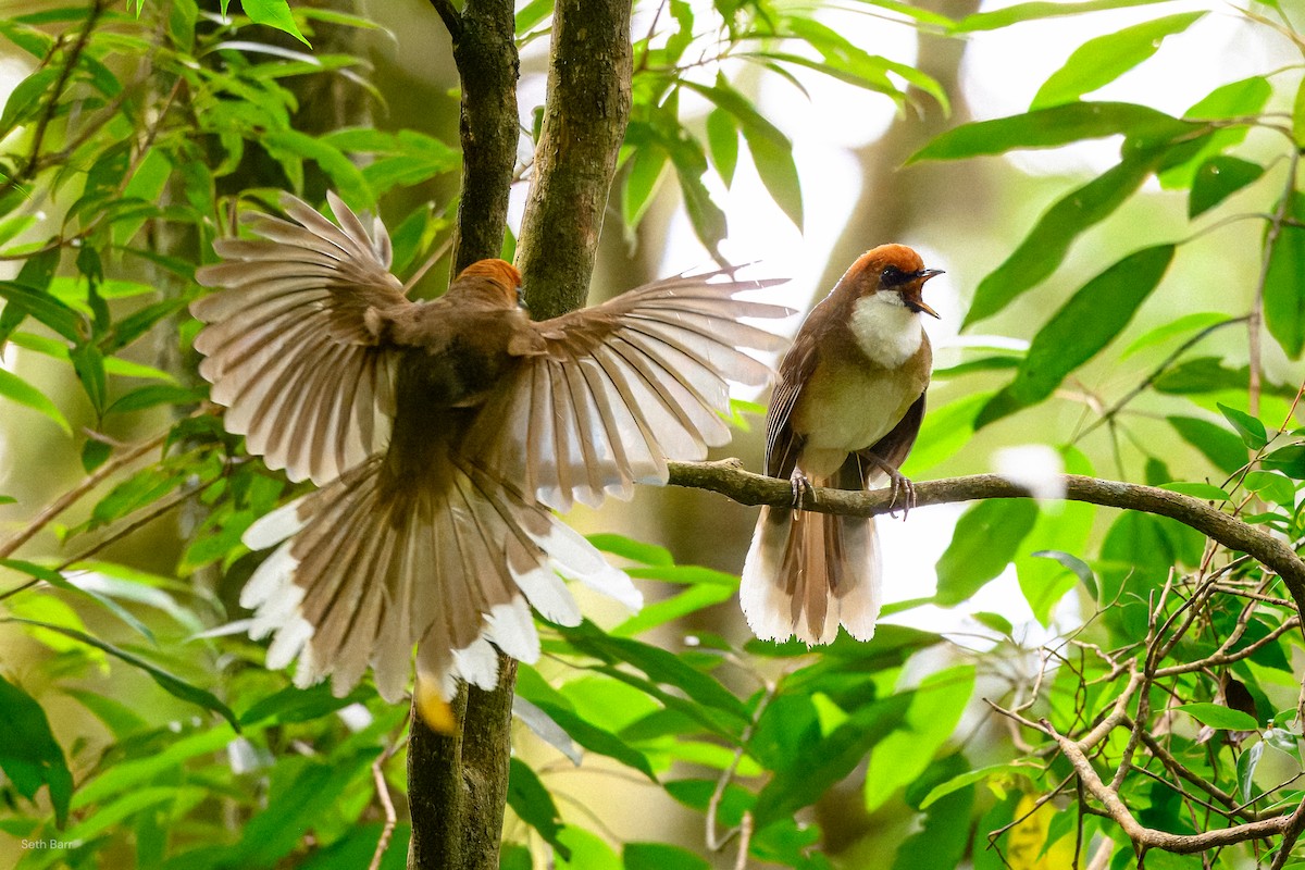 Rufous-crowned Laughingthrush - ML638568082
