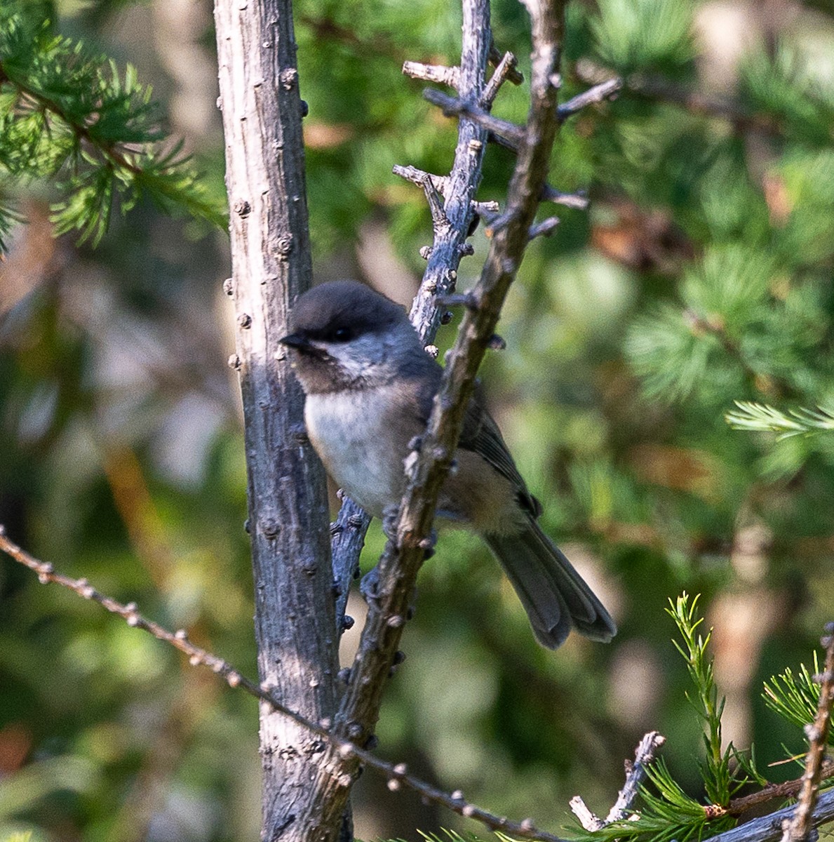 Boreal Chickadee - ML638568094