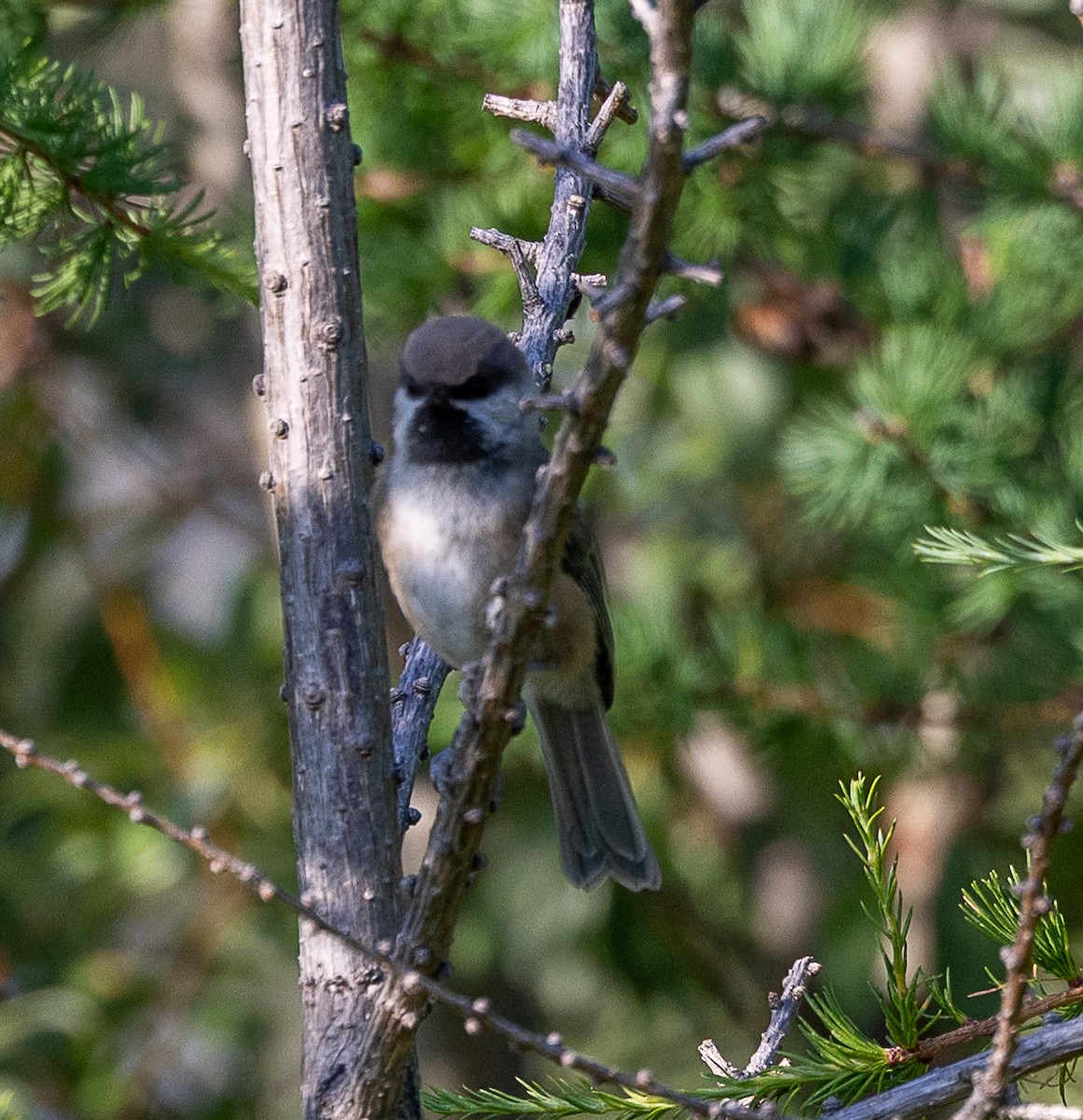 Boreal Chickadee - ML638568095