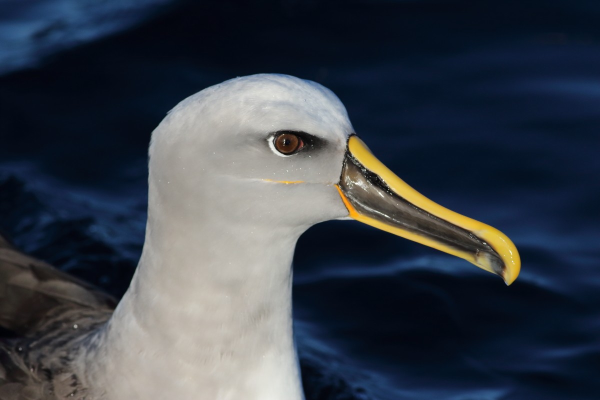 Buller's Albatross - ML638568125