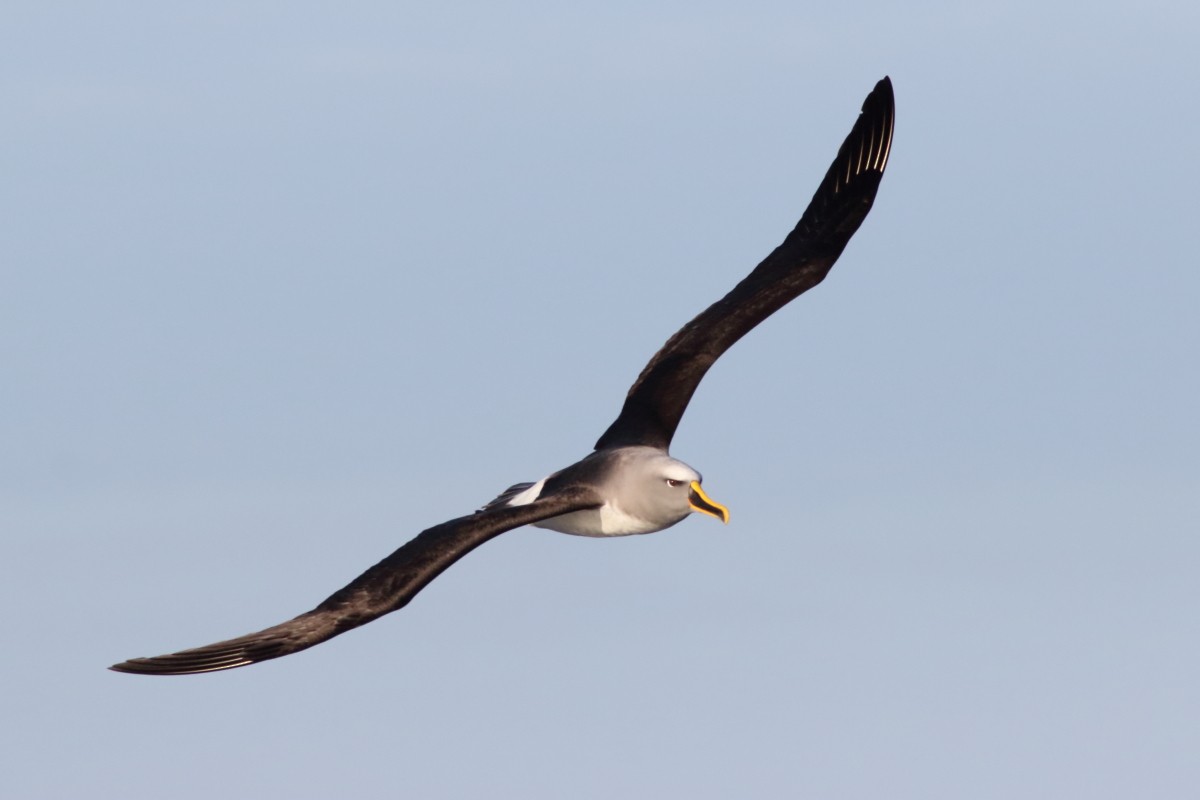 Buller's Albatross - ML638568126