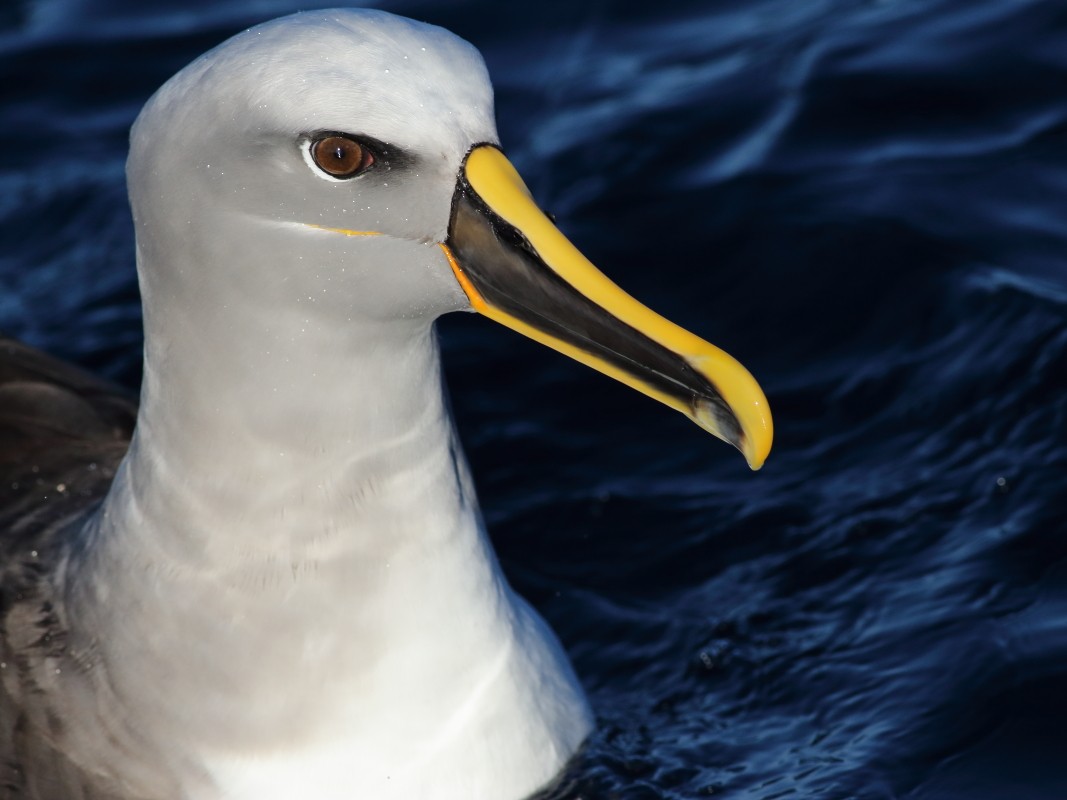 Buller's Albatross - ML638568129