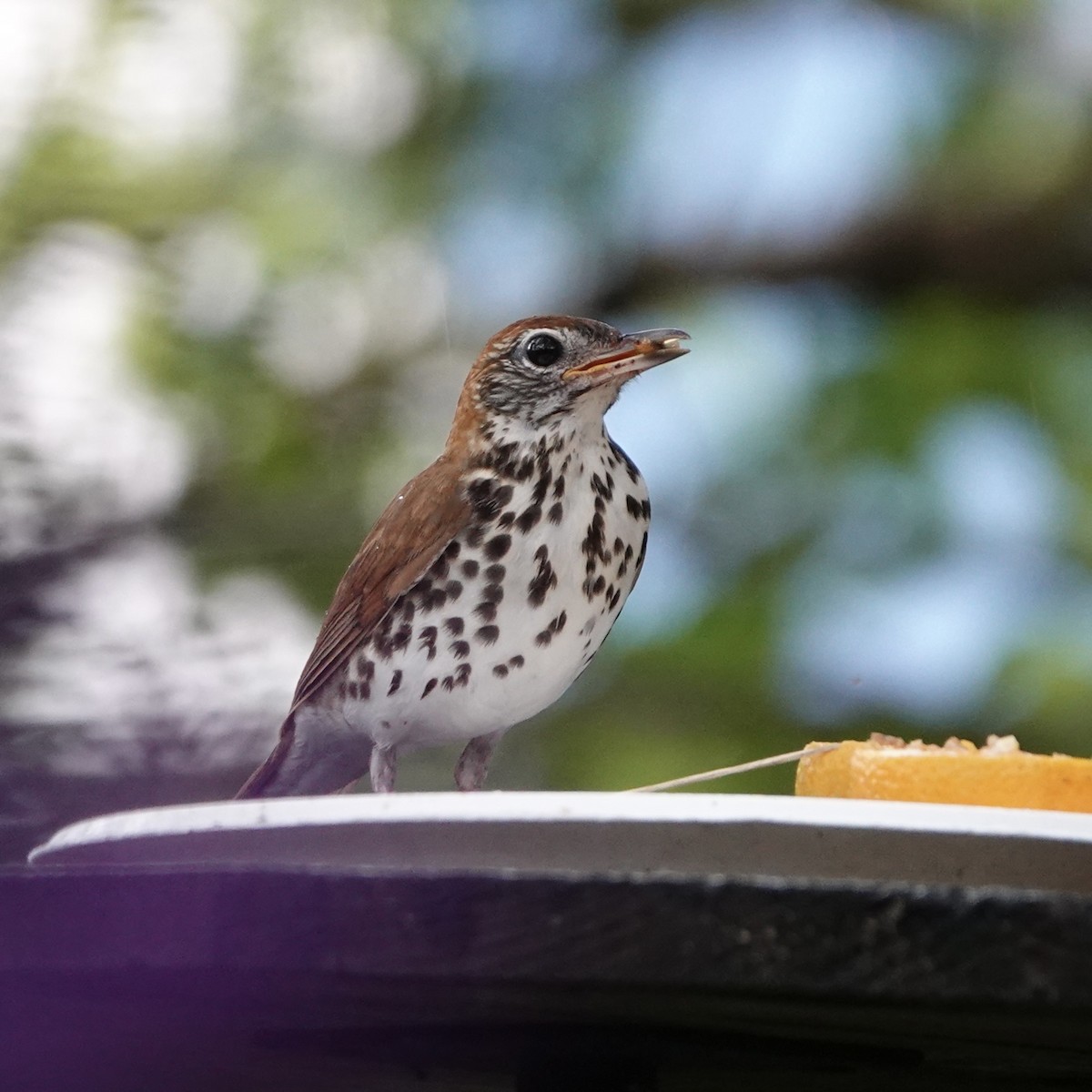 drozd rezavohlavý - ML638568133