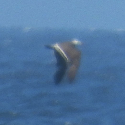 askemåke - ML638568160