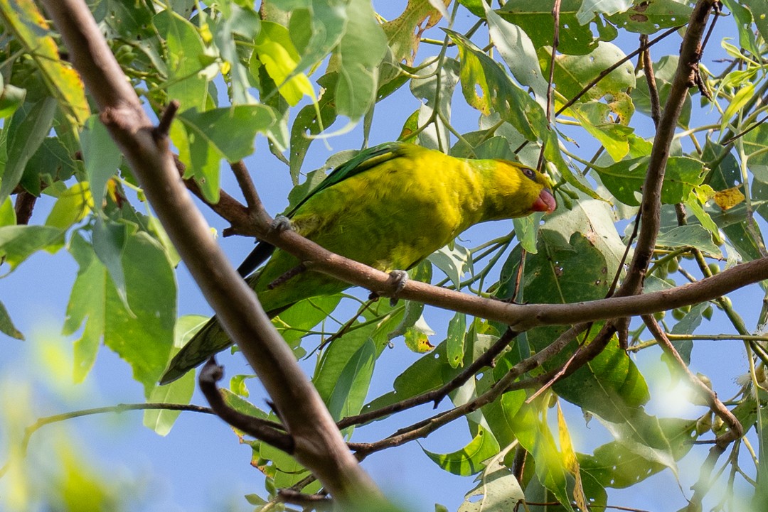 Olive-headed Lorikeet - ML638568167